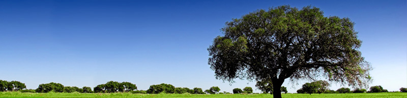 Trade-mark central scenery